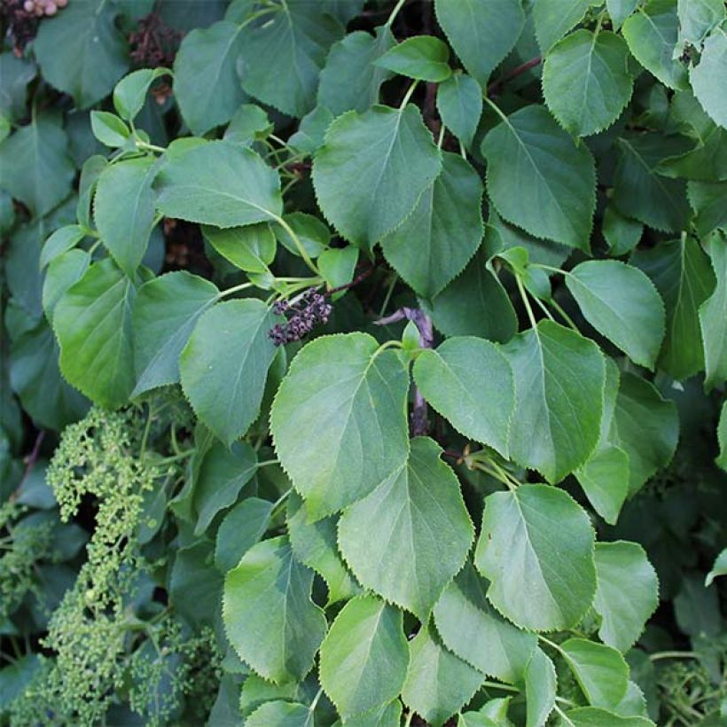 Hortensia grimpant - Hydrangea petiolaris (Feuillage)