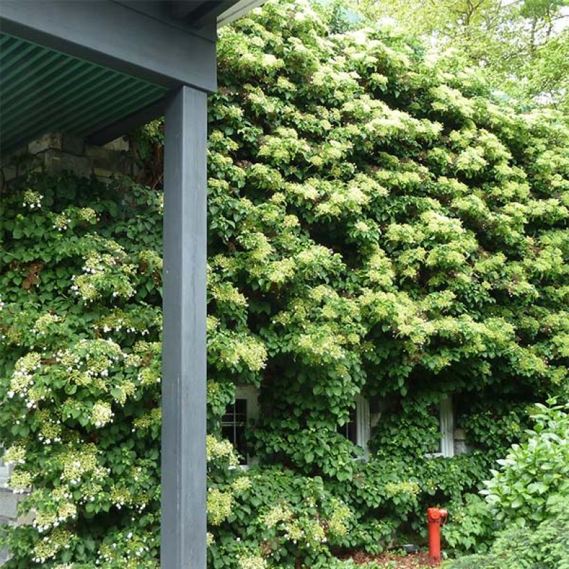 Hortensia grimpant - Hydrangea petiolaris (Port)