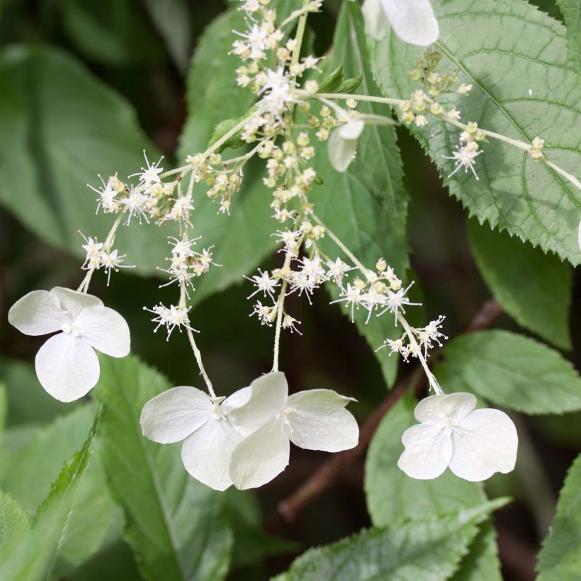 Hortensia - Hydrangea heteromalla (Floraison)