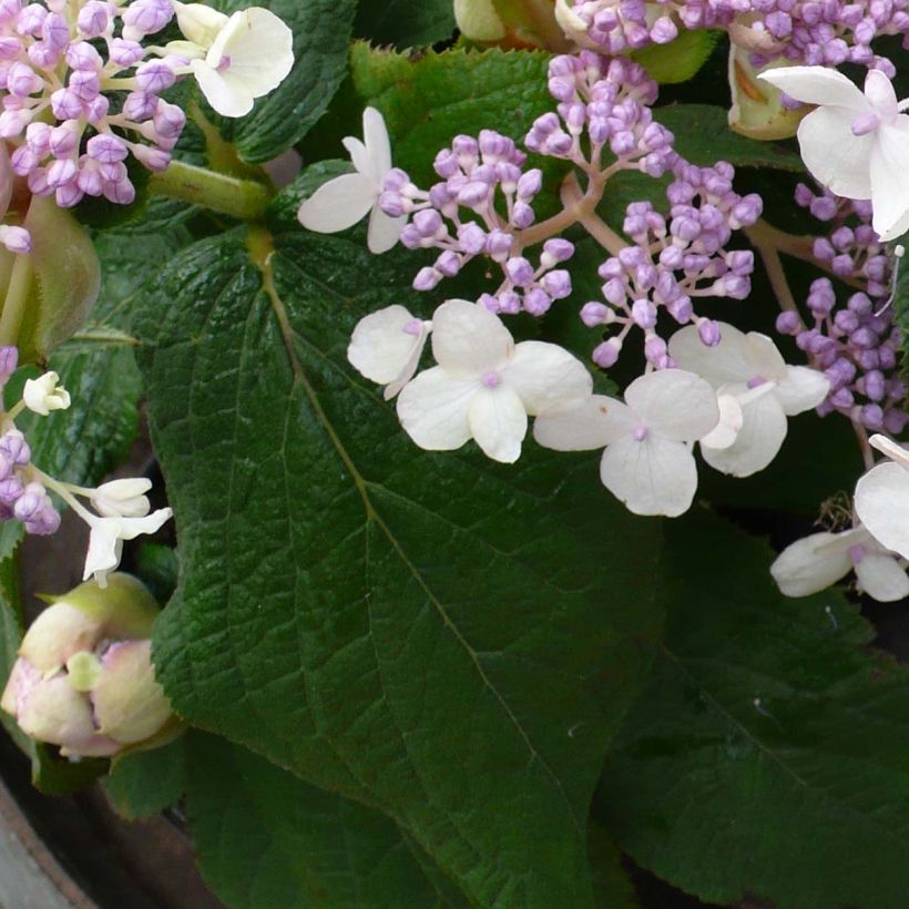 Hortensia - Hydrangea involucrata Late Love (Feuillage)