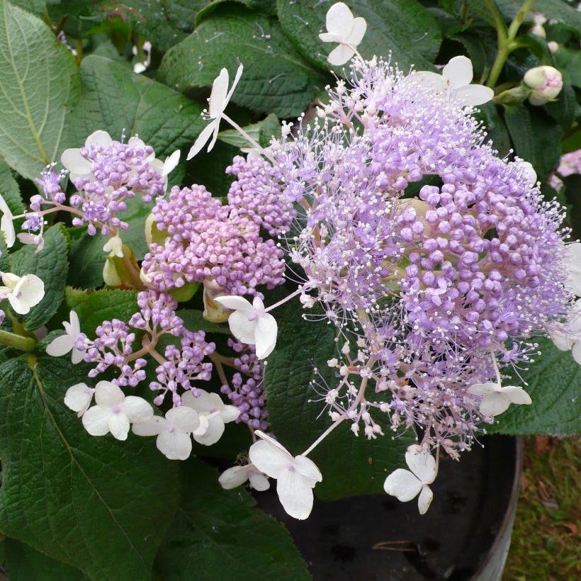 Hortensia - Hydrangea involucrata Late Love (Floraison)