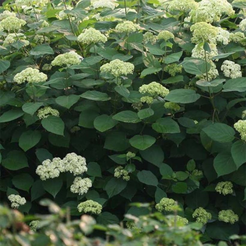 Hortensia arborescens Lime Rickey (Feuillage)