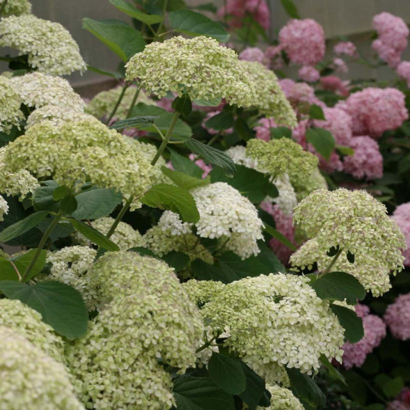 Hortensia arborescens Lime Rickey (Floraison)