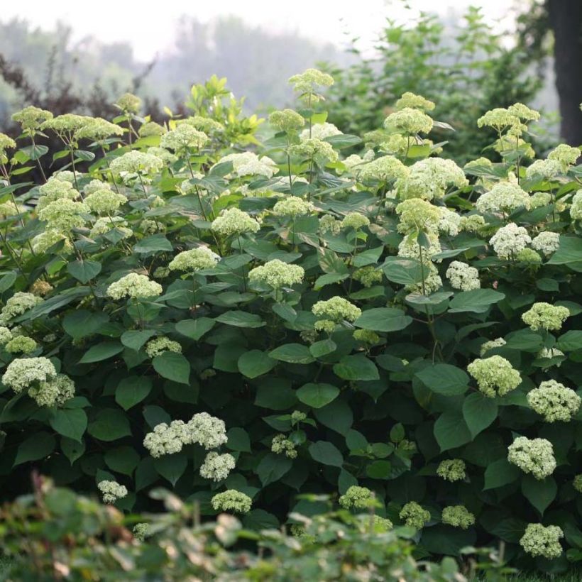 Hortensia arborescens Lime Rickey (Port)