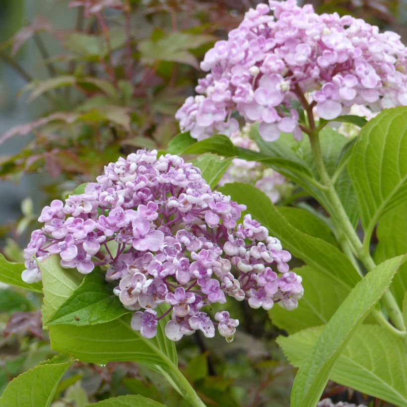 Hortensia macrophylla Ayesha (Feuillage)