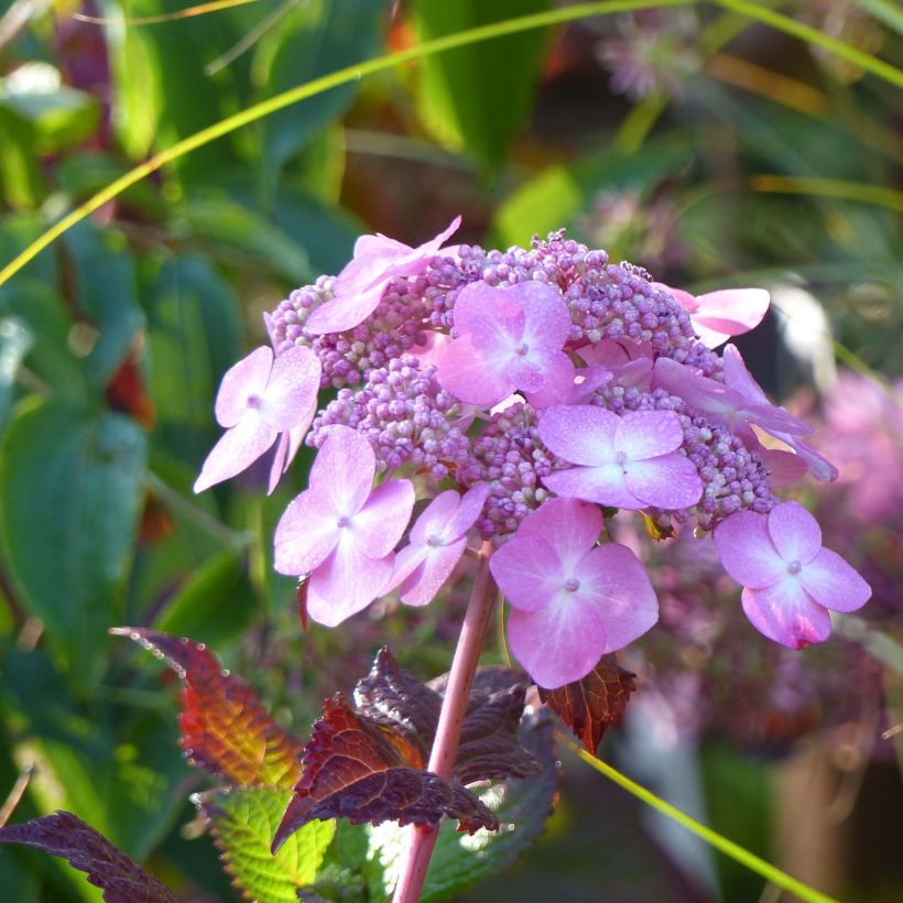 Hortensia - Hydrangea macrophylla Endless Summer Twist and Shout (Floraison)