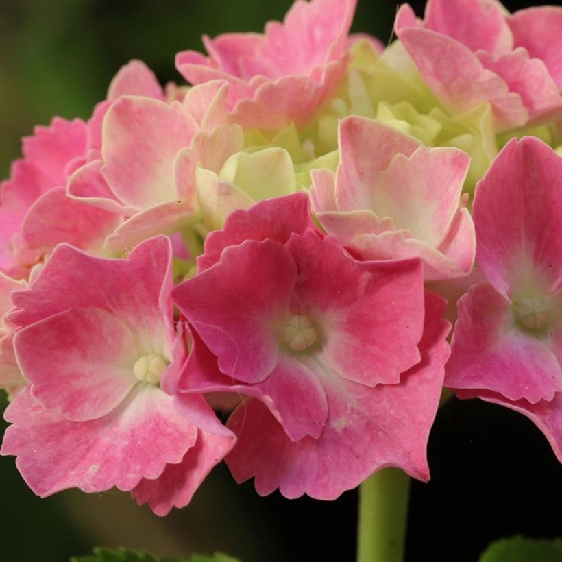 Hortensia - Hydrangea macrophylla Gertrud Glahn (Floraison)