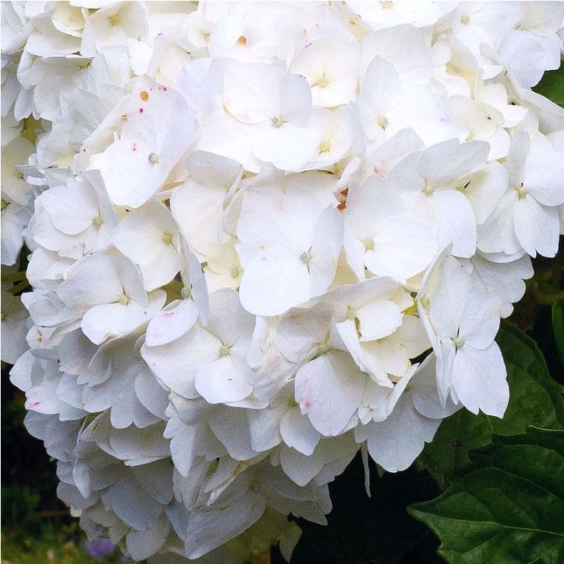 Hortensia - Hydrangea macrophylla Immaculata (Floraison)