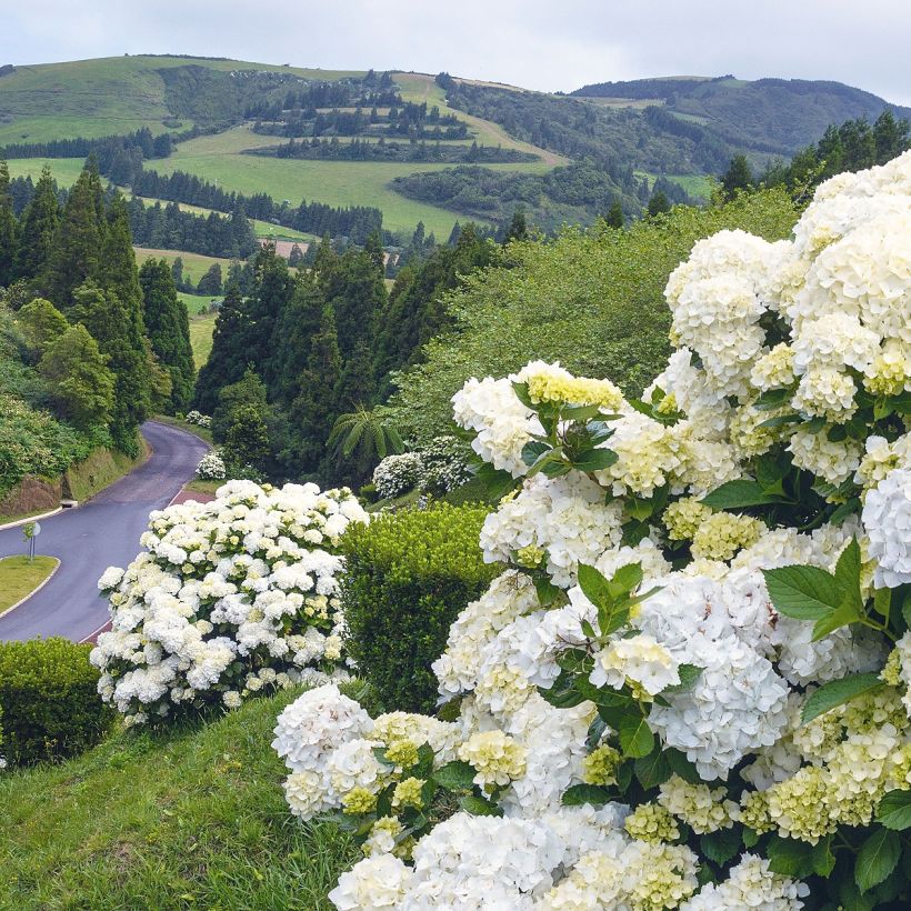 Hortensia - Hydrangea macrophylla Immaculata (Port)