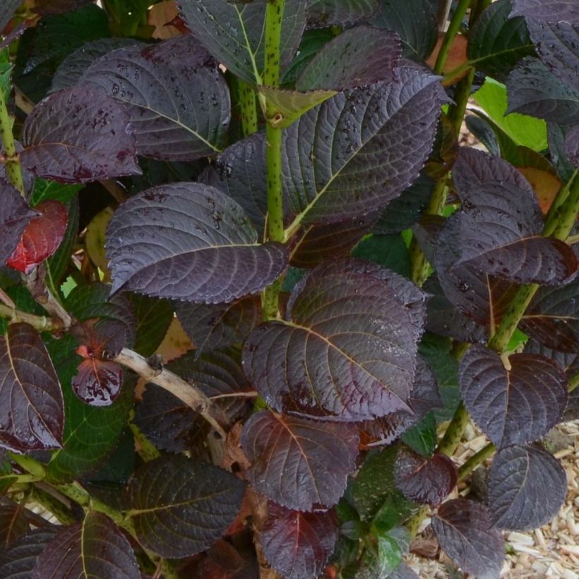 Hortensia - Hydrangea macrophylla Julisa  (Feuillage)