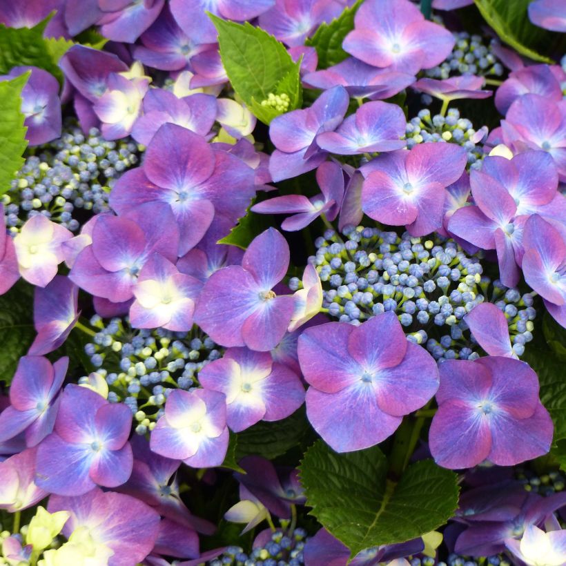 Hortensia - Hydrangea macrophylla Kardinal Violet (Floraison)