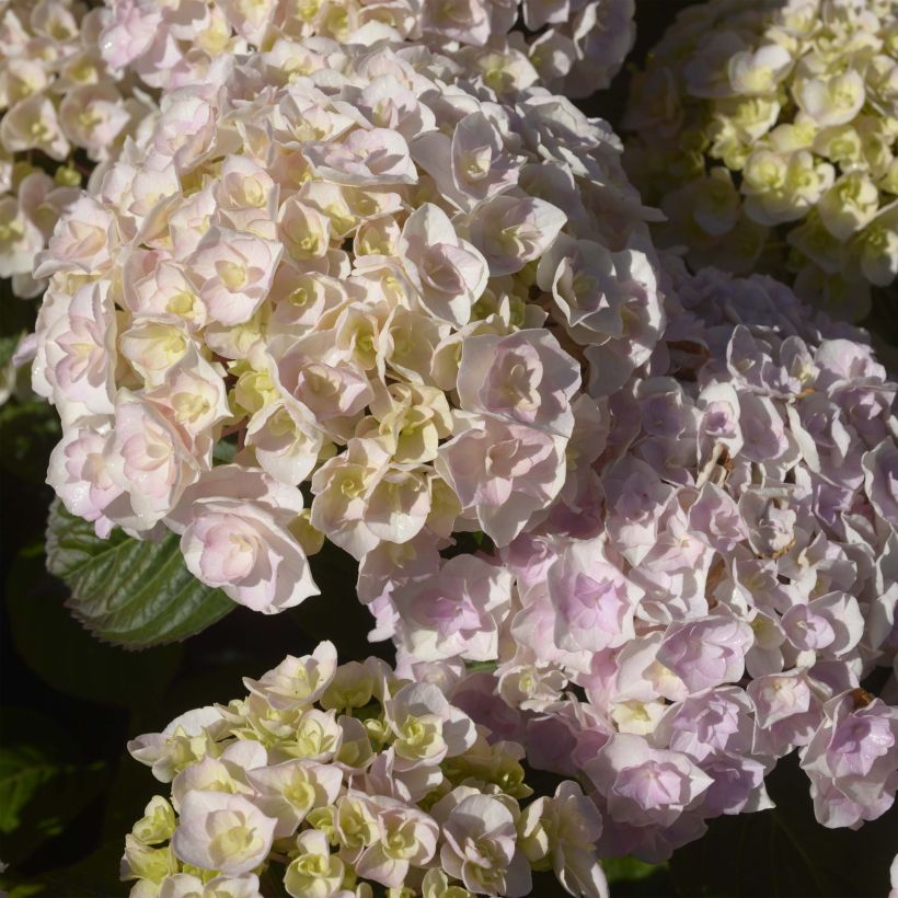 Hortensia - Hydrangea macrophylla Kazan (Floraison)