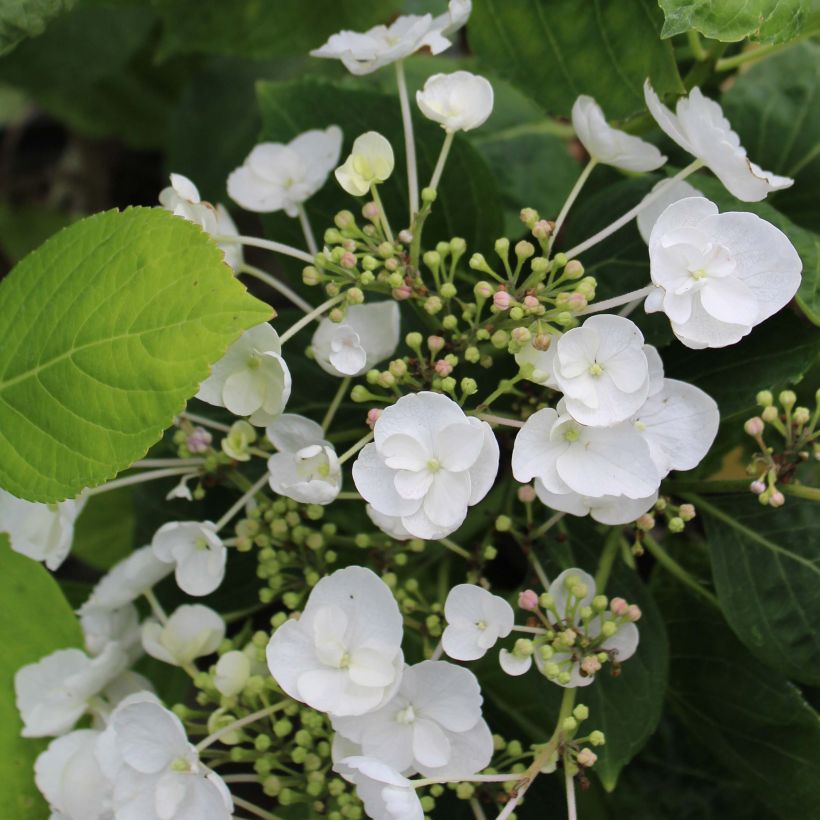 Hortensia - Hydrangea macrophylla Libelle (Teller white) (Floraison)