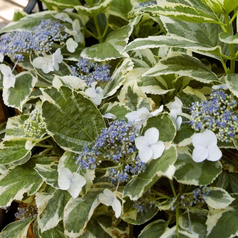 Hortensia - Hydrangea macrophylla Light'o'Day (Feuillage)