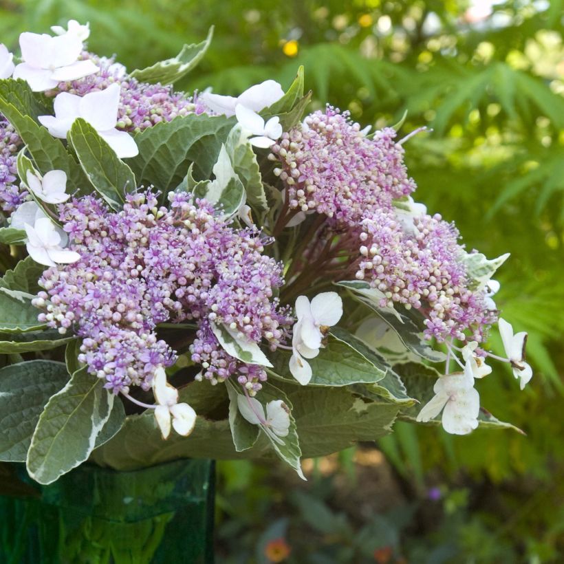 Hortensia - Hydrangea macrophylla Light'o'Day (Floraison)