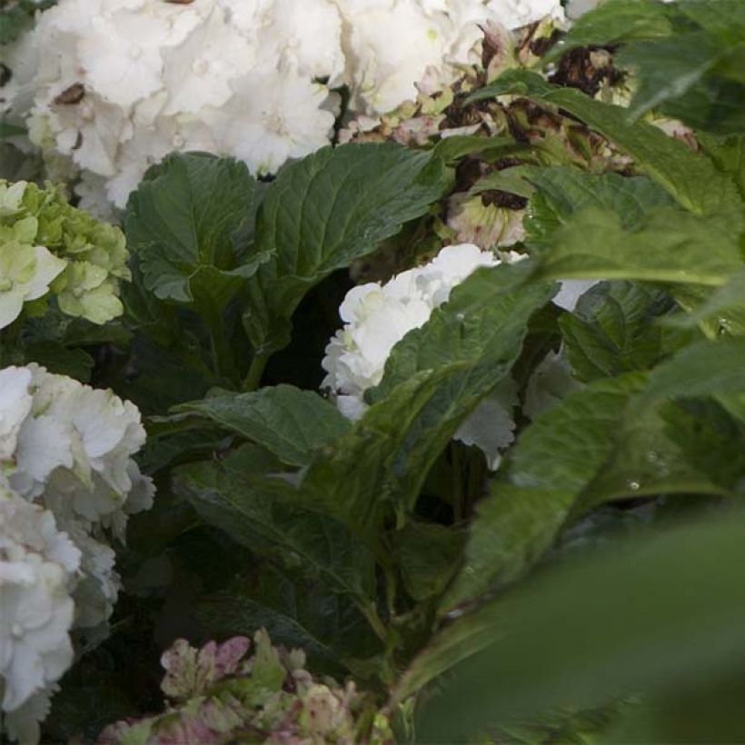 Hortensia - Hydrangea macrophylla Magical Jade (Feuillage)