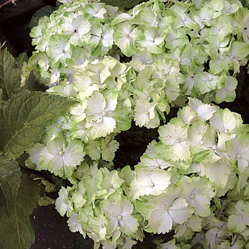 Hortensia - Hydrangea macrophylla Magical Jade (Floraison)