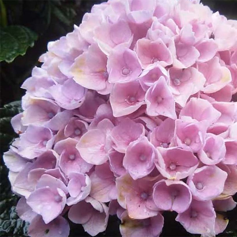 Hortensia - Hydrangea macrophylla Magical Revolution Rose (Floraison)