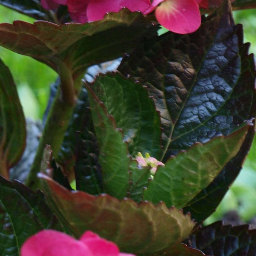 Hortensia - Hydrangea macrophylla Merveille Sanguine (Feuillage)