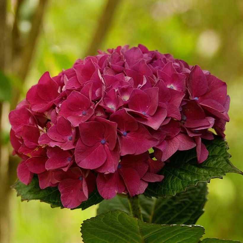 Hortensia - Hydrangea macrophylla Merveille Sanguine (Floraison)