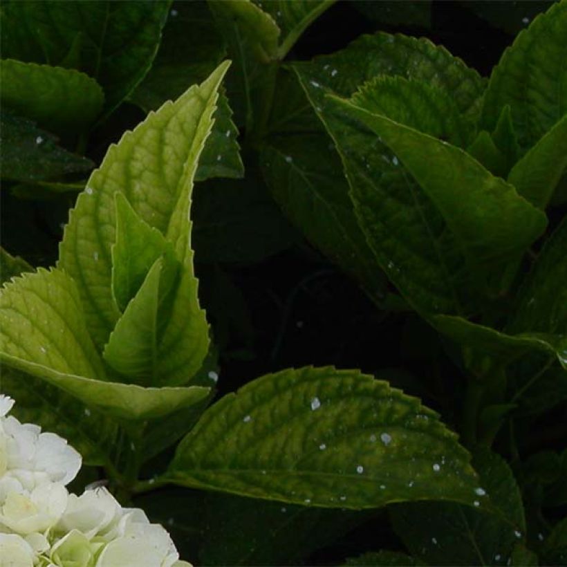 Hortensia - Hydrangea macrophylla Mme Emile Mouillère (Feuillage)