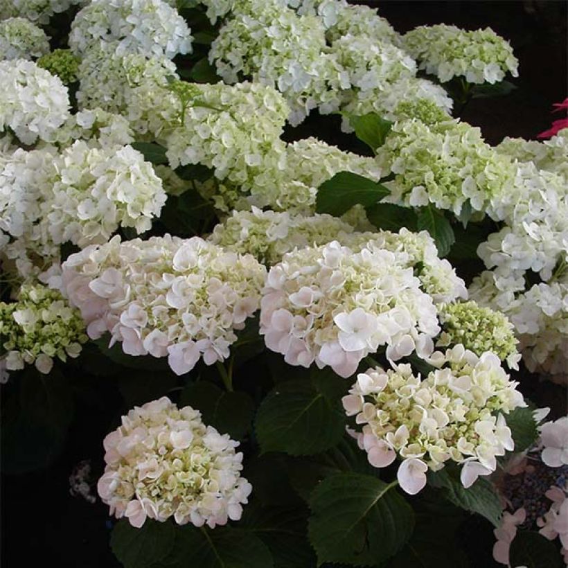 Hortensia - Hydrangea macrophylla Mme Emile Mouillère (Floraison)