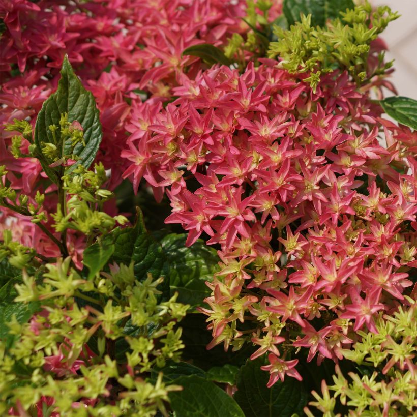 Hortensia - Hydrangea macrophylla Princess Diana (Floraison)