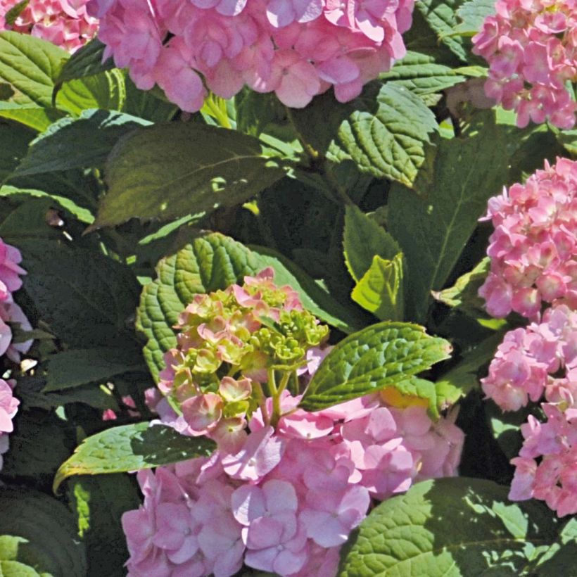 Hortensia - Hydrangea macrophylla So Long® Rosy (Feuillage)