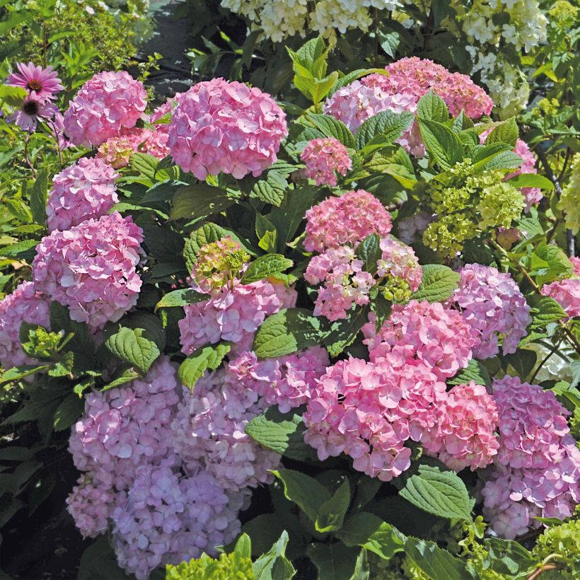 Hortensia - Hydrangea macrophylla So Long® Rosy (Port)