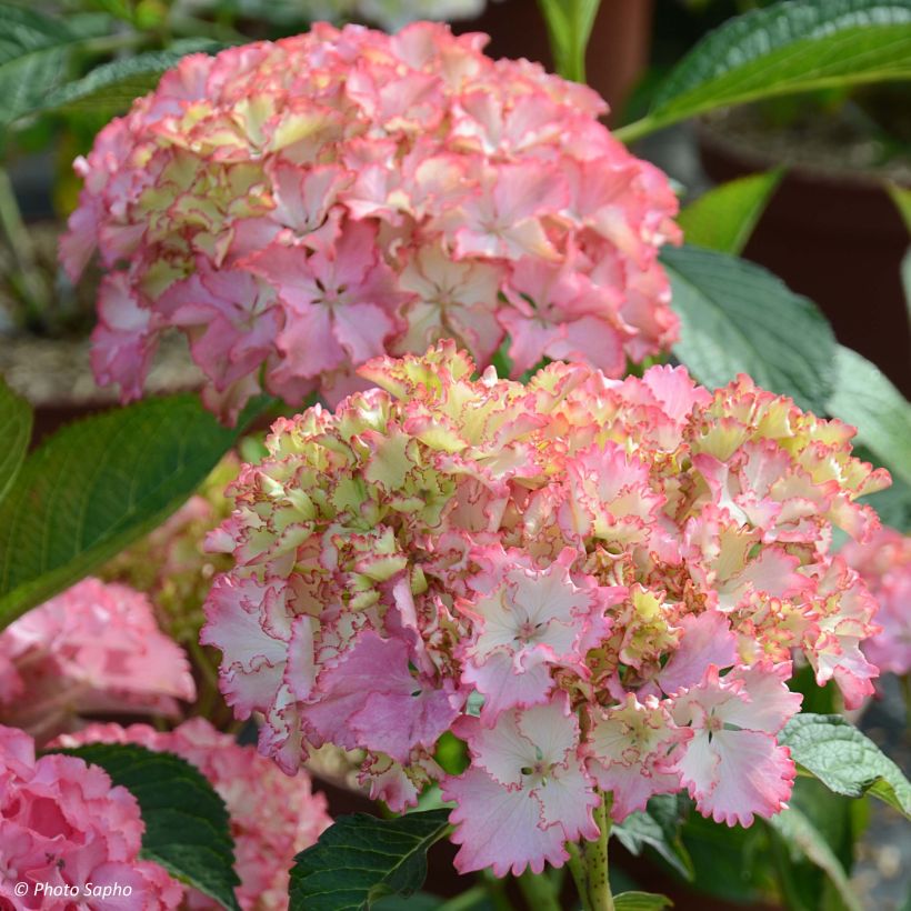 Hortensia - Hydrangea macrophylla So Long Sunny (Floraison)