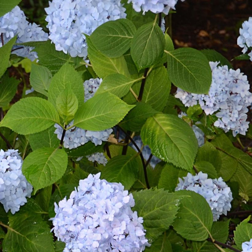 Hortensia - Hydrangea macrophylla So Long® Ebony (Feuillage)