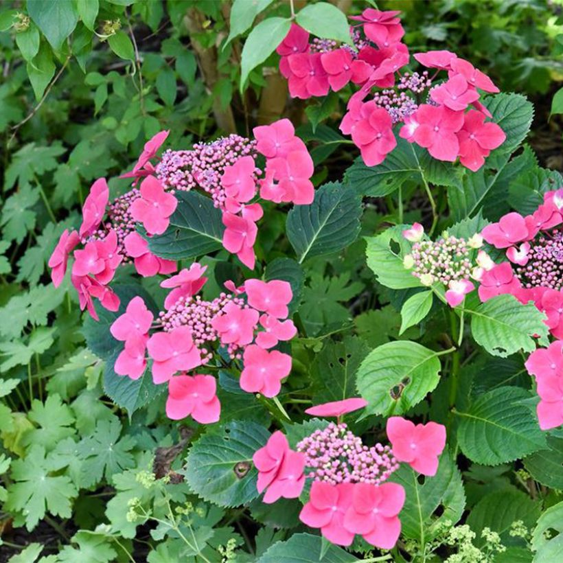 Hortensia macrophylla Teller Red (Port)