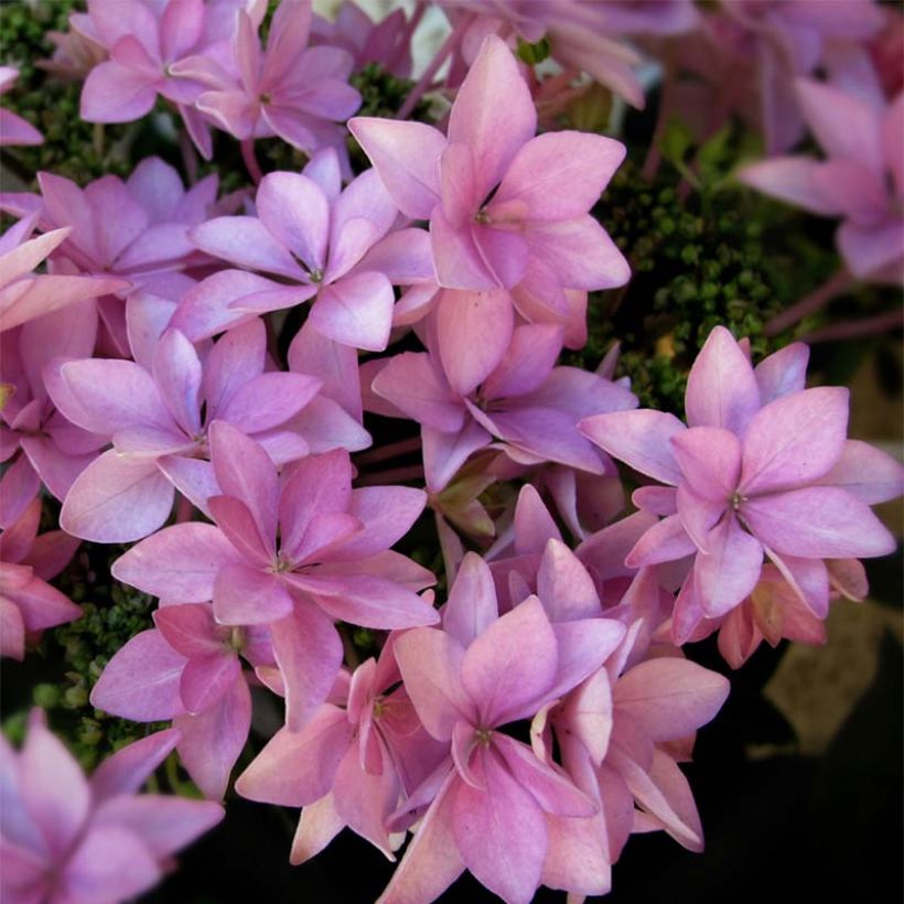 Hortensia - Hydrangea macrophylla You and Me Romance (Floraison)