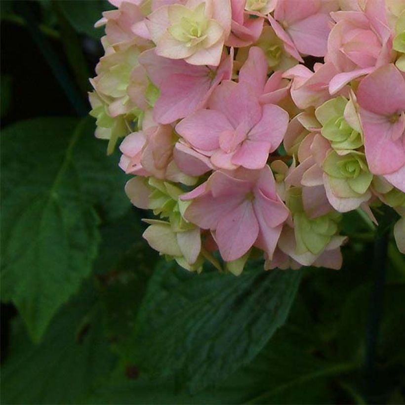 Hortensia - Hydrangea macrophylla You and Me Together (Feuillage)