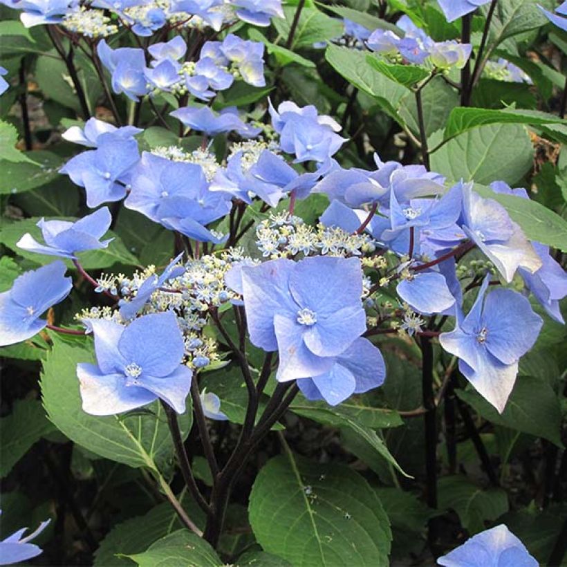 Hortensia - Hydrangea macrophylla Zorro (Floraison)