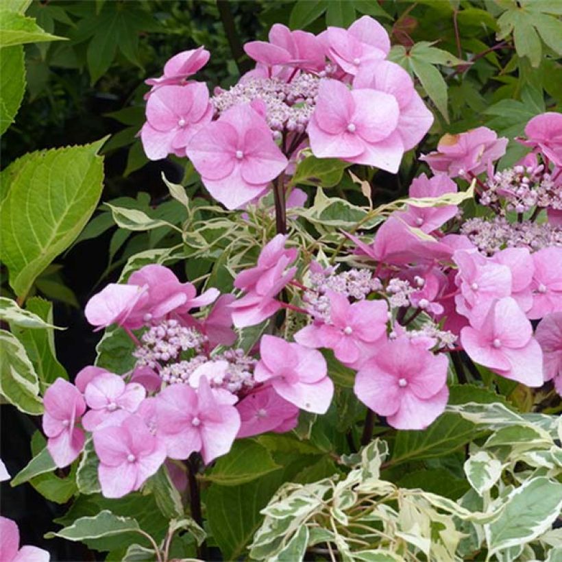 Hortensia - Hydrangea macrophylla Zorro rose (Floraison)