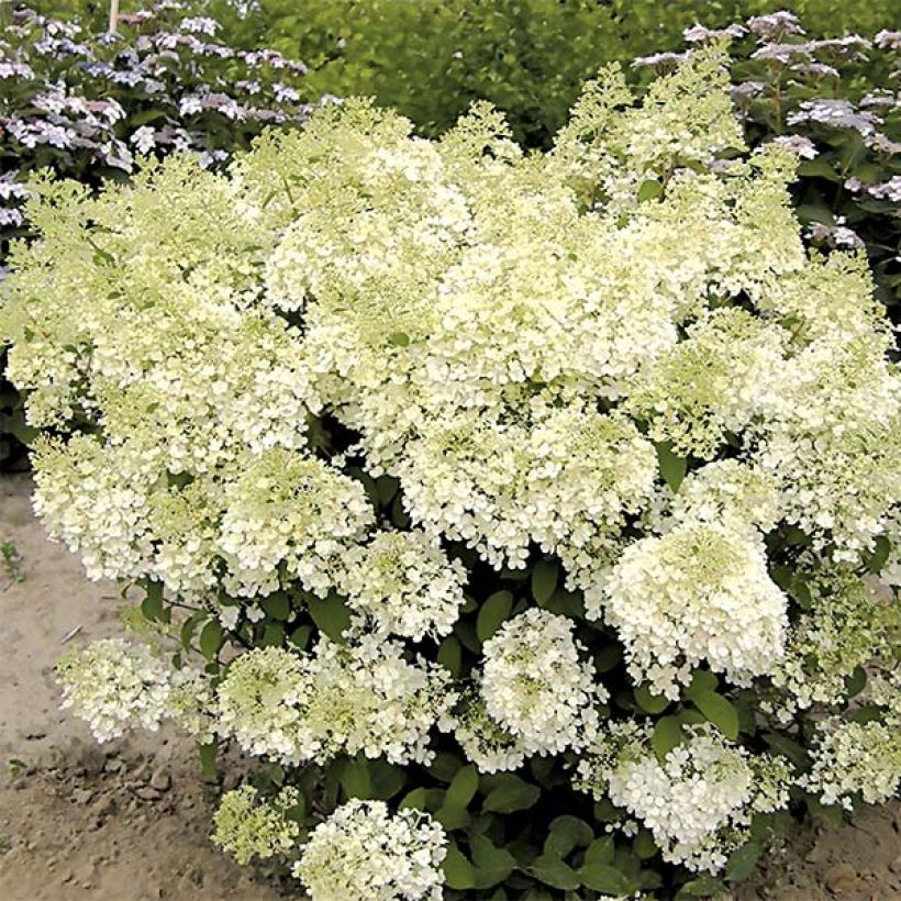 Hydrangea paniculata Bobo - Hortensia paniculé nain (Port)