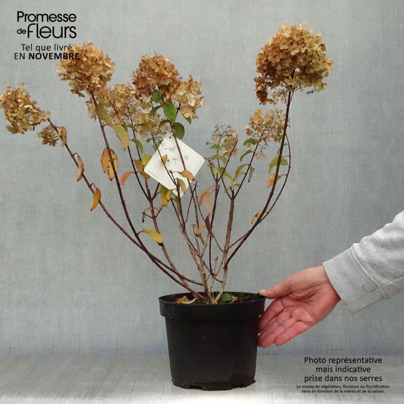 Spécimen de Hydrangea paniculata Bobo - Hortensia paniculé nain Pot de 3L/4L tel que livré en automne