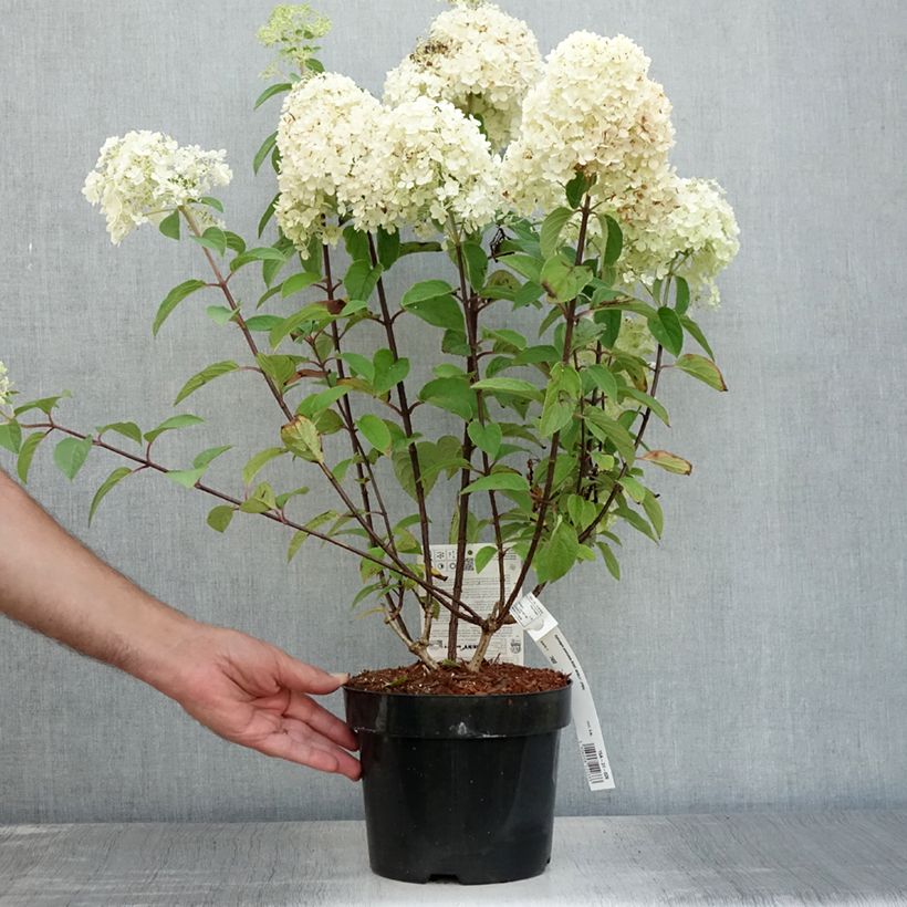 Spécimen de Hydrangea paniculata Bobo - Hortensia paniculé nain Pot de 3L/4L tel que livré en été