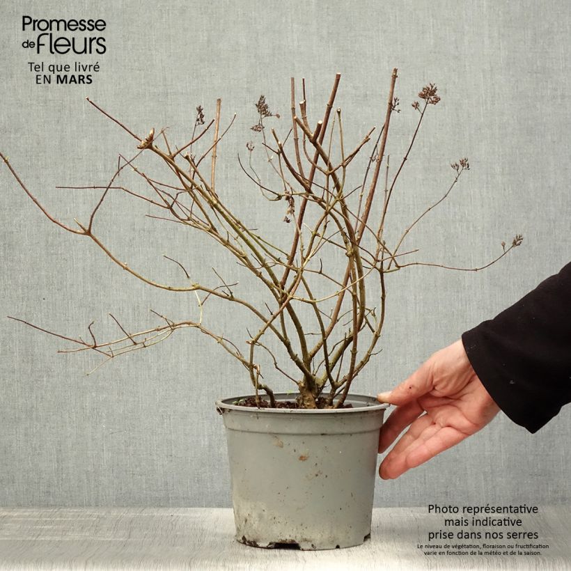Spécimen de Hydrangea paniculata Confetti - Hortensia paniculé tel que livré au printemps