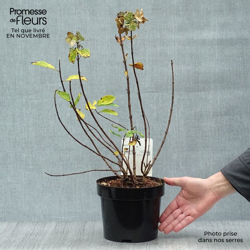 Spécimen de Hydrangea paniculata Dart's Little Dot - Hortensia paniculé Pot de 3L/4L tel que livré en automne