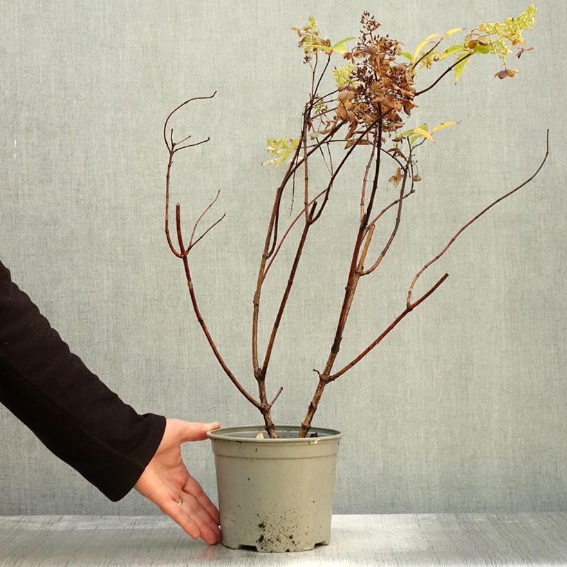 Spécimen de Hydrangea paniculata Dentelle de Gorron - Hortensia paniculé Pot de 3L/4L tel que livré en automne