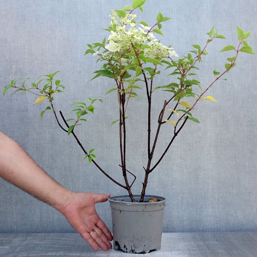 Spécimen de Hydrangea paniculata Dentelle de Gorron - Hortensia paniculé Pot de 3L/4L tel que livré en été