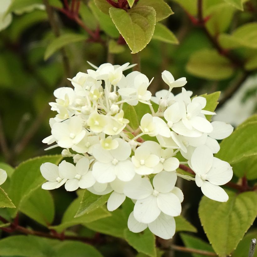Hydrangea paniculata Dharuma - Hortensia paniculé (Floraison)