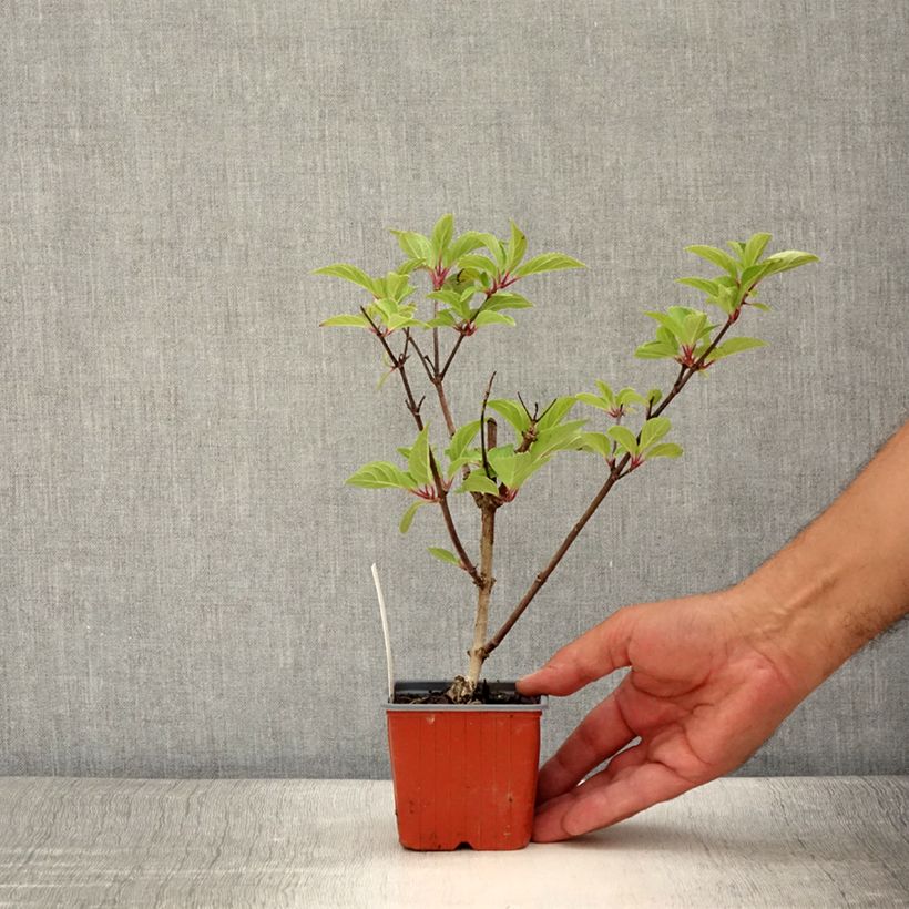 Spécimen de Hydrangea paniculata Dharuma - Hortensia paniculé Godet de 8/9 cm tel que livré en été