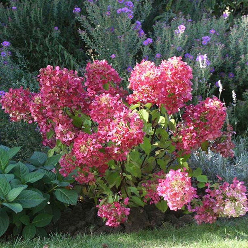 Hydrangea paniculata Diamant Rouge - Hortensia paniculé (Port)