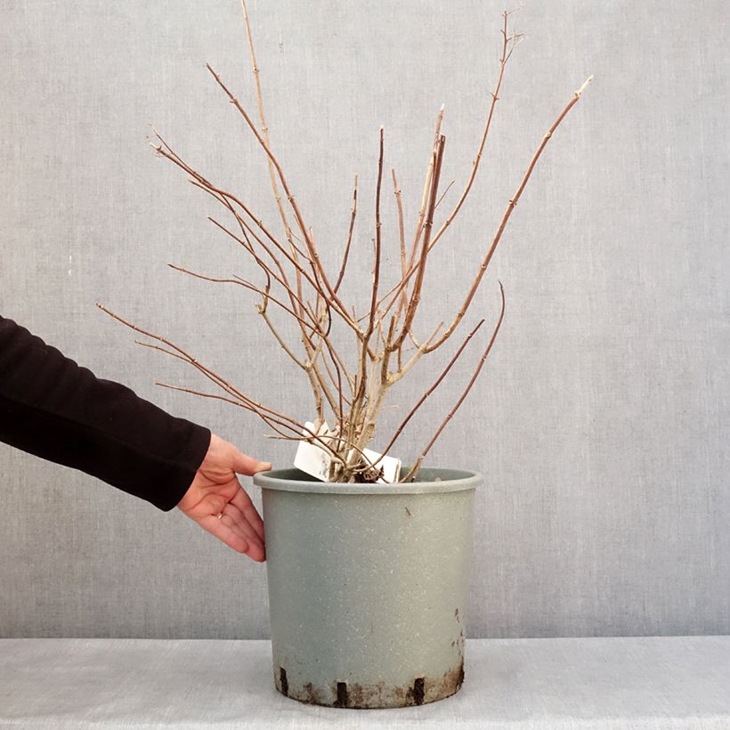 Spécimen de Hydrangea paniculata Diamantino - Hortensia paniculé Pot de 12L/15LHauteur livrée env. 60/80cm tel que livré en hiver