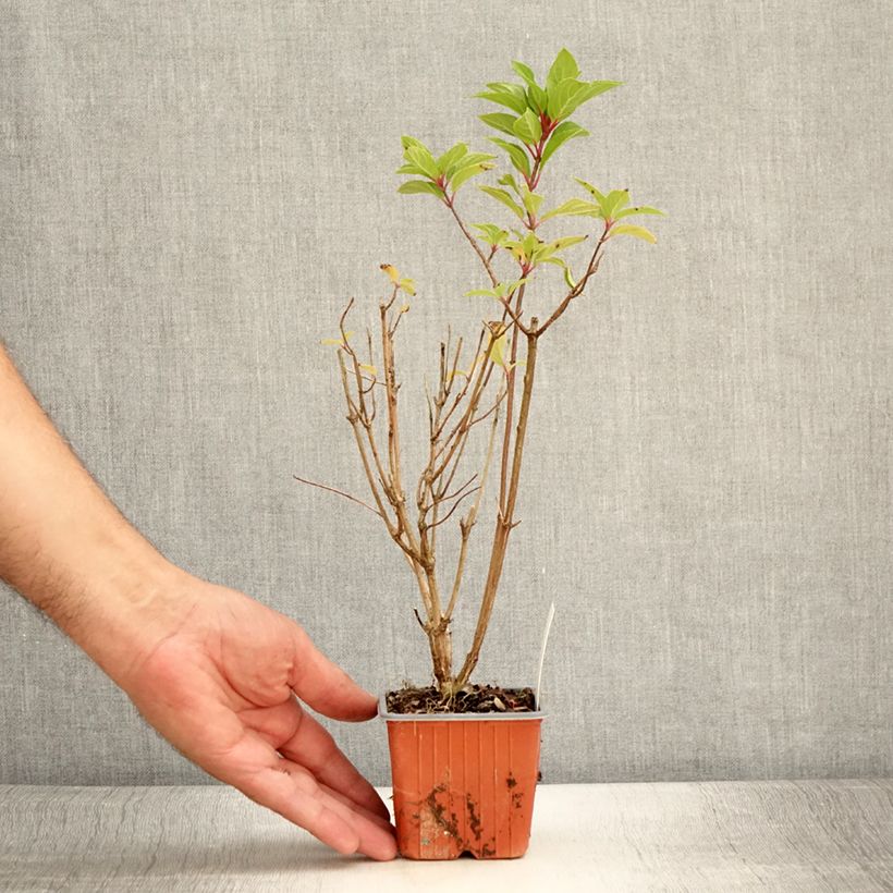 Spécimen de Hydrangea paniculata Graffiti - Hortensia paniculé - Godet de 8/9 cm tel que livré en été