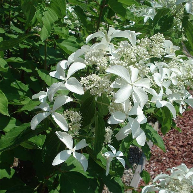 Hydrangea paniculata Great Star Le Vasterival - Hortensia paniculé (Floraison)