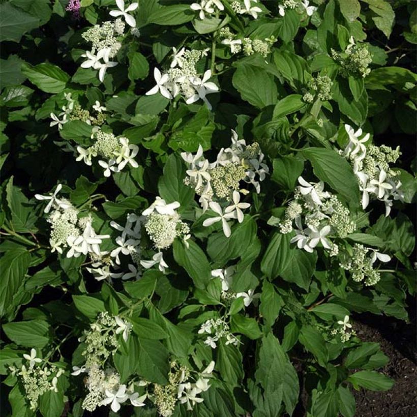 Hydrangea paniculata Great Star Le Vasterival - Hortensia paniculé (Port)